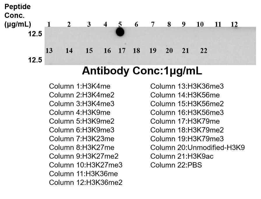 Dot Blot experiment of / using Di-Methyl-Histone H3 (Lys9) Recombinant monoclonal (86990-2-RR)